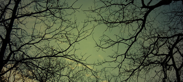 Background from tree on sky night