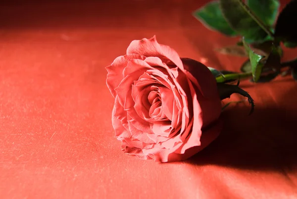 Κόκκινο ένα τριαντάφυλλο — Φωτογραφία Αρχείου