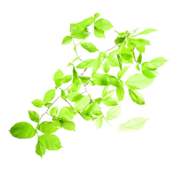 Branch green — Stockfoto