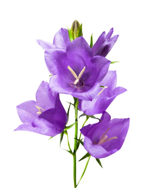 Сині квіти — стокове фото