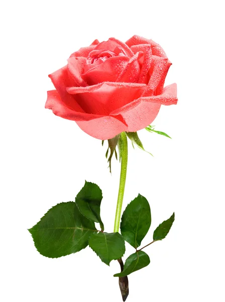 Egyik a vörös rózsa — Stock Fotó