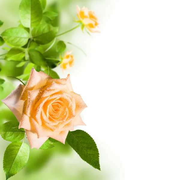 Rózsa virág — Stock Fotó