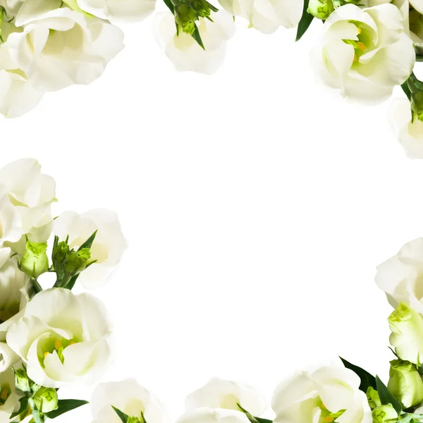Λευκά λουλούδια Φωτογραφία Αρχείου