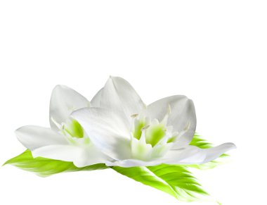 White Flowers clipart