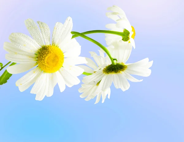 Daisywheels biały — Zdjęcie stockowe