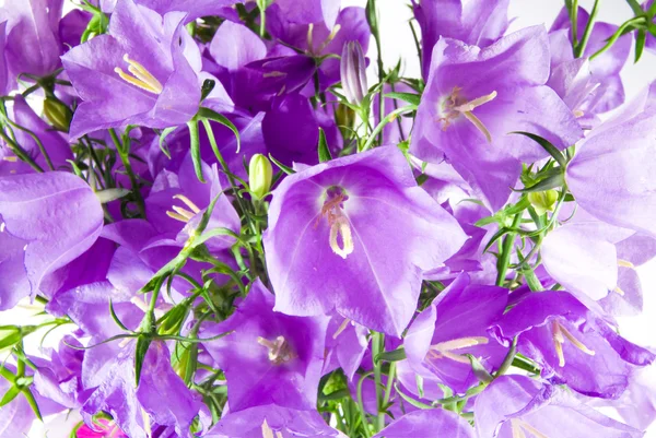 Blumen-Glockenblume — Stockfoto
