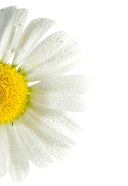 Witte daisywheels — Stockfoto