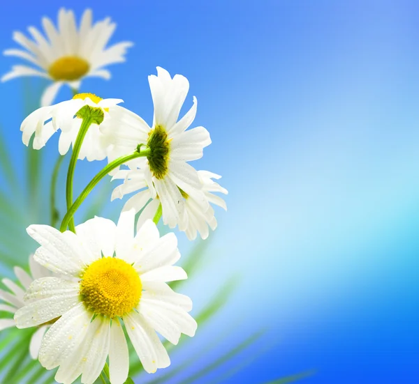 Flowers daisywheels — Zdjęcie stockowe