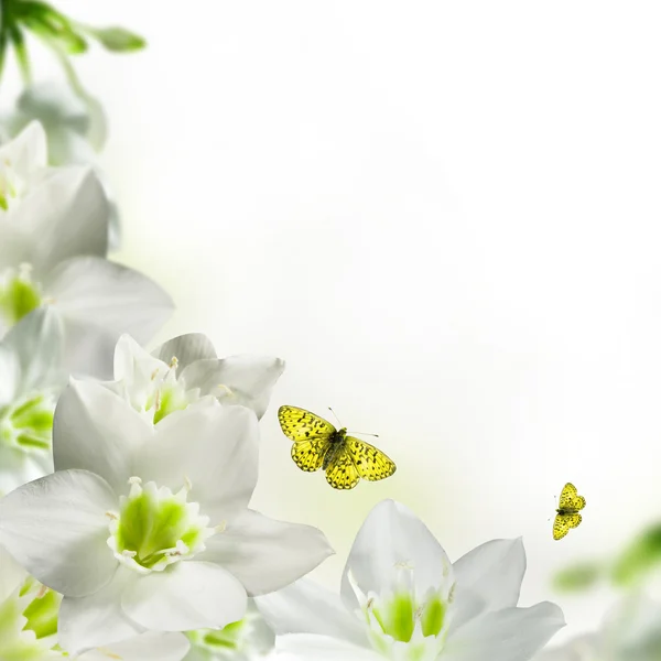 Beyaz çiçekler — Stok fotoğraf