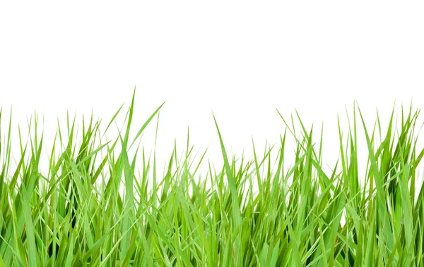 Grass Stock Photos, Royalty Free Grass Images | Depositphotos