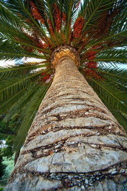 palmiye ağacının gövde kabuğu ve yaprak arka plan