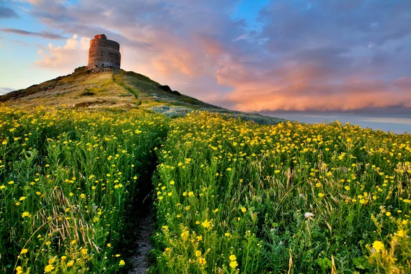 Spring flower field with trail to castle tower — Stock Photo, Image