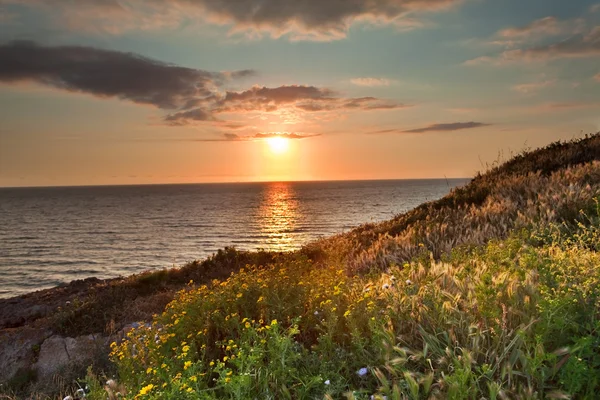 日落花草甸和海洋春天的颜色 — 图库照片