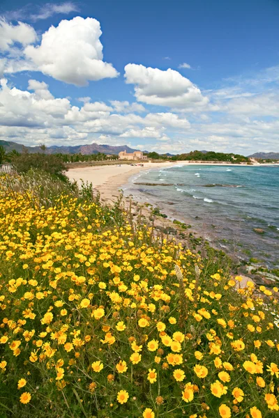 Жовті весняні квіти на пляжі — стокове фото