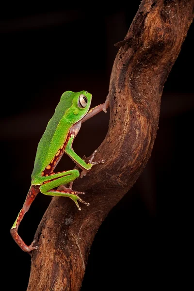 Tree frog climbing branch — Stock Photo, Image