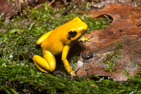 stock image Poison dart frog