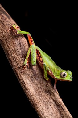 Tree frog crawling at night in amazon rain forest clipart