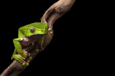 Green frog in tropical amazon rain forest night animal clipart