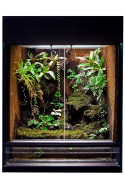 Rain forest terrarium clipart