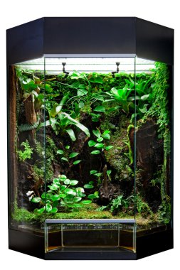 Terrarium for tropical rainforest pets clipart