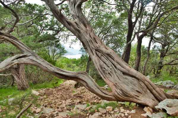Old pine tree trunk — Stock Photo, Image