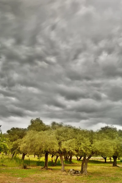 stock image Storm clouds over forest