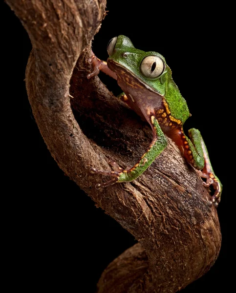 Rana con grandes ojos en la rama del árbol amazónico — Foto de Stock