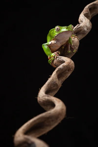 stock image Green tree frog in tropical jungle of south america