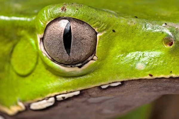 Amphibian eye green frog — Stock Photo, Image
