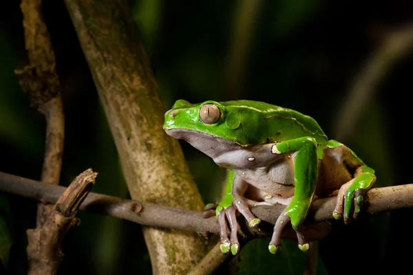 Frog op tak in tropische jungle — Stockfoto