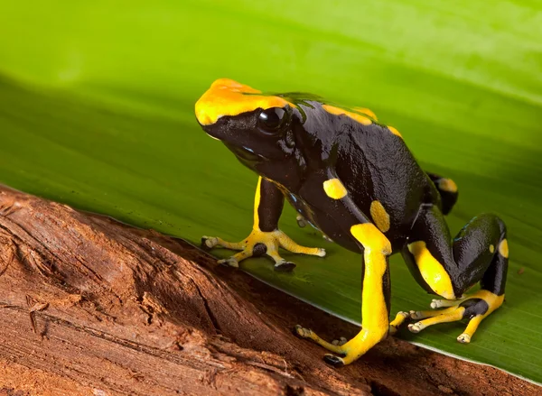Poison dart frog on leaf — Stock Photo, Image