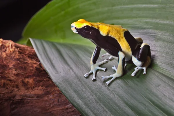 Yaprak üzerinde zehirli ok kurbağası — Stok fotoğraf