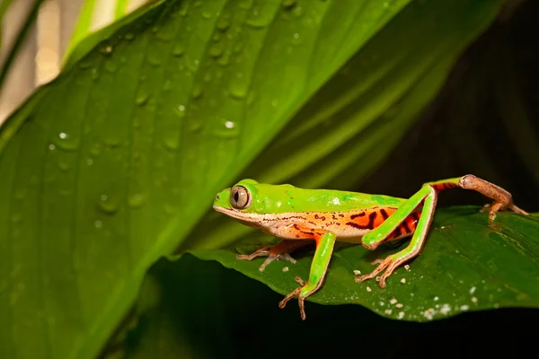 爬网的绿色树蛙 — 图库照片