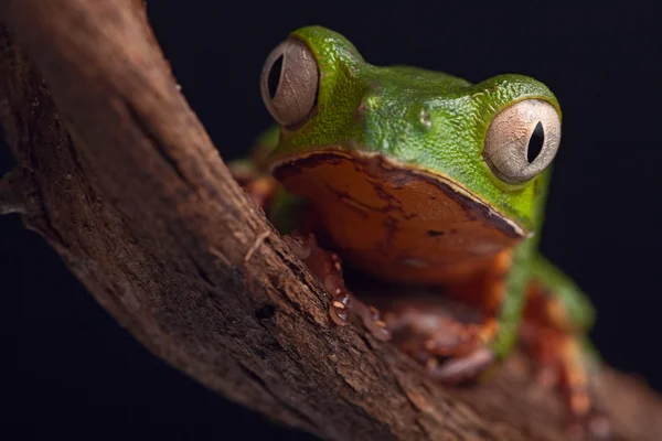 큰 눈을 가진 개구리 — 스톡 사진