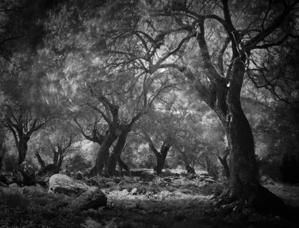 Misteriosa floresta escura Imagens De Bancos De Imagens