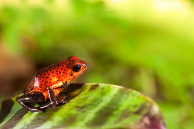 Red poison dart frog clipart