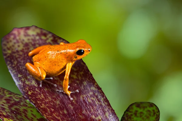 叶上橙色的箭毒蛙的箭毒蛙 — 图库照片
