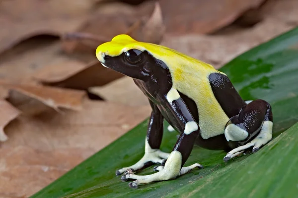 Желтая и черная ядовитая лягушка — стоковое фото