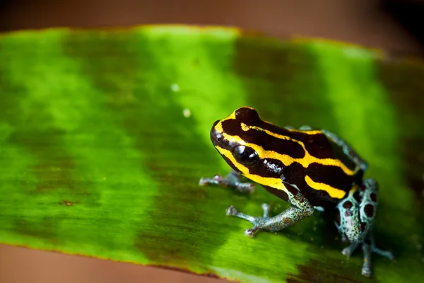 Çizgili zehirli ok kurbağası — Stok fotoğraf