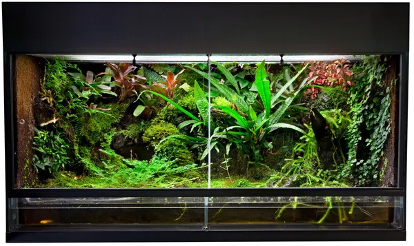Regenwoud terrarium — Stockfoto