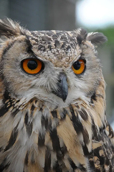 Eagle Owl — Stock Photo, Image