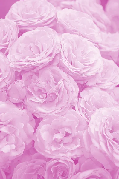 stock image Pink Roses