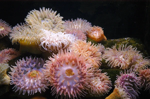 Морские аномы — стоковое фото