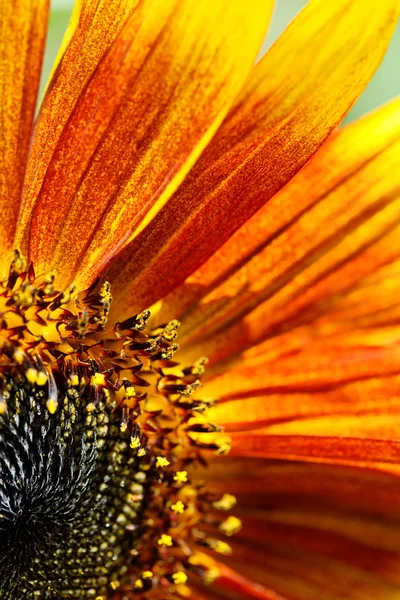 Teil der Sonnenblume. — Stockfoto
