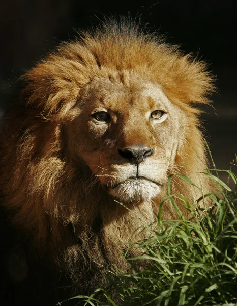 Portrait of Lion — Stock Photo, Image