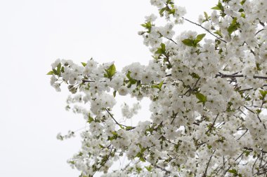 Blossoming cherry