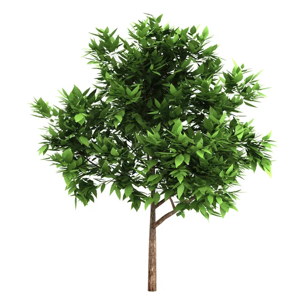 stock image 3d Green tree on a white background