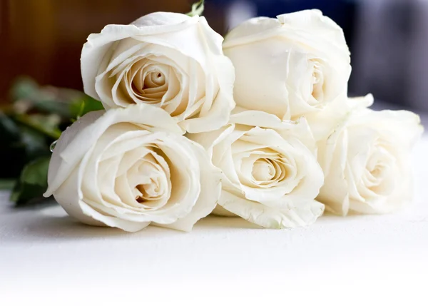 白色背景的玫瑰 免版税图库图片