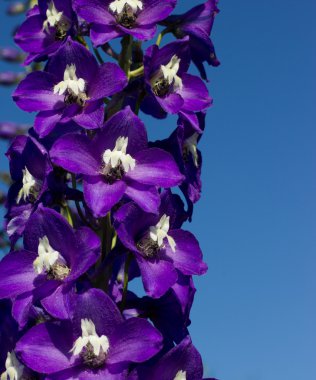 Bright blue delphinium flower