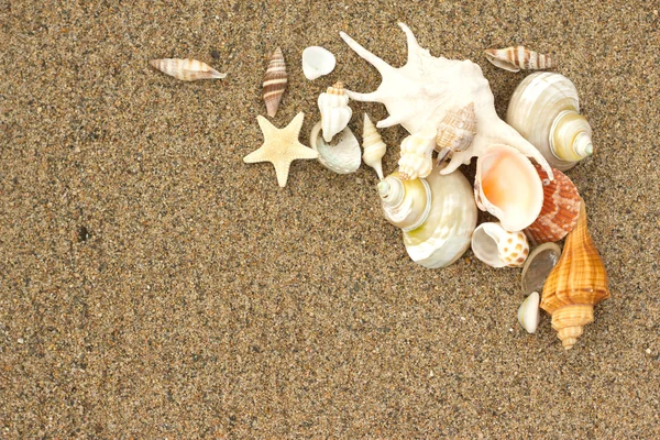 Sea shells with sand — Stock Photo, Image